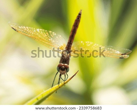 Closeup macro detail of wandering glider dragonfly Pantala flavescens perched on leaf frond in garden