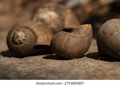 Close-up macro of empty brown snail shells resting on a rustic stone surface under warm natural sunlight