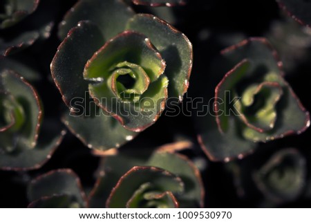 closeup macro of flowerpetals