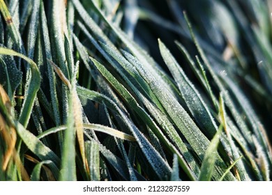 A close-up macro focus shot of Scutch grass with bright sunlight