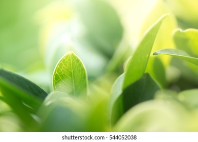 Closeup macro of green leaf in rain forest show textured of the organs with selective focus and toned color - Shutterstock ID 544052038