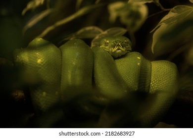 A close-up macro of a Green tree python snake assimilated with the background