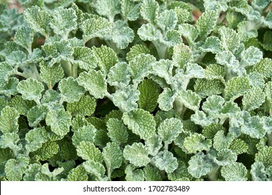 Close-up Macro of Horehound plant growing in Texas. Green background pattern