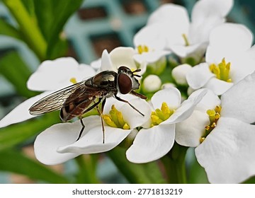 Close-up macro of a hoverfly resting on white blossoms with yellow centers, feeding on pollen. Detailed insect and floral interaction highlighting pollination, garden ecology, and natural beauty.