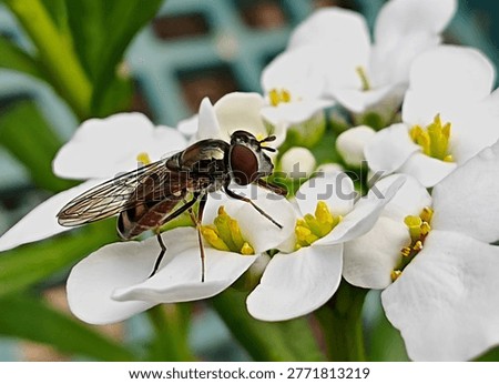 Close-up macro of a hoverfly resting on white blossoms with yellow centers, feeding on pollen. Detailed insect and floral interaction highlighting pollination, garden ecology, and natural beauty.