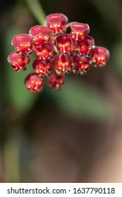 Closeup Macro of Hoya DS-70 Blooms with Nectar Drops