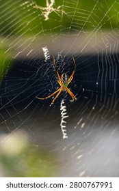 Close-up macro image highlighting a spider positioned precisely in the center of its beautifully woven web grid, framed against natural green elements.