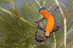 Close-up Macro Image Of Male Tritirus Alpestris Or Alpine Newt Male Underwater With Belly Facing Towards Camera And Feet With Fingers Spread And Bright Orange Belly Without Spots And Swollen Cloaca