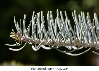 Closeup Macro Image Of Noble Fir Needles