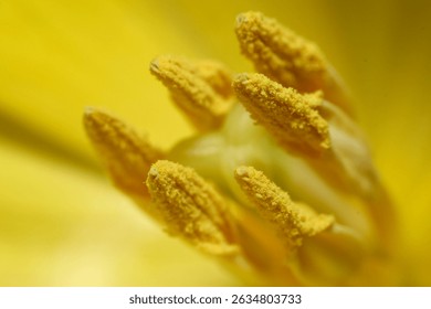 Close-up macro of the inner structure of a daffodil, showing rich yellow tones, trumpet centre, and petal detail—ideal for spring, botany, and floral design themes.