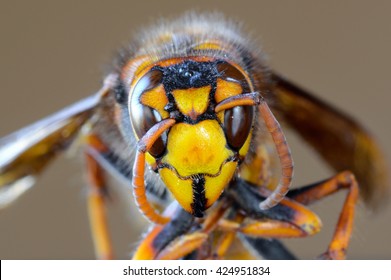 Closeup Macro Of Japanese Giant Hornet Face