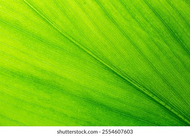 Close-up macro leaf texture,A beautiful fresh green leaf highlighted by the sun. The plant has a beautiful expressive structure.