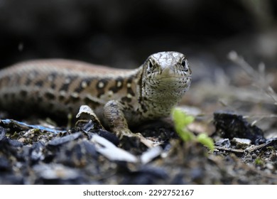Closeup Macro Look On Lizard