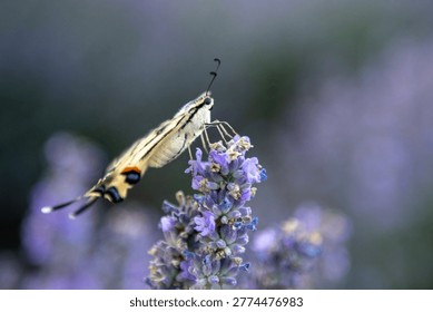 Close-up macro of a moth drinking nectar from purple lavender, with soft bokeh background in a summer garden.