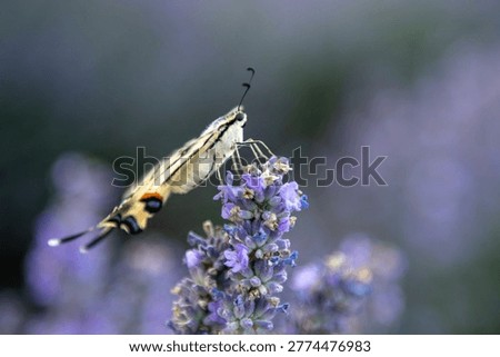 Close-up macro of a moth drinking nectar from purple lavender, with soft bokeh background in a summer garden.