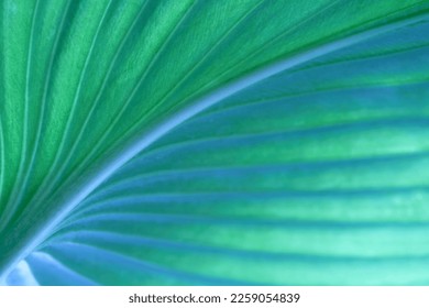 Close-up macro nature exotic bright blue green leave texture tropical Jungle plant  background.Curve leaf floral botanical desktop wallpaper,website cover backdrop.