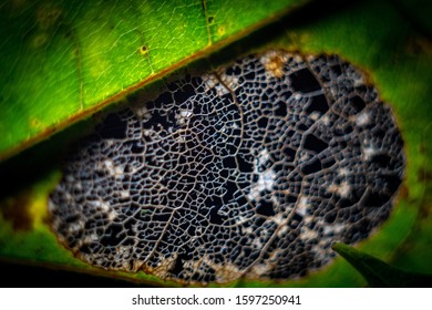 Close-up in macro on the structure of the leaf