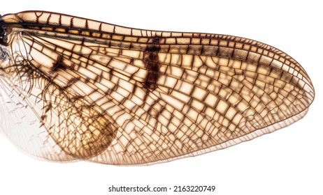 Close-up macro on a textured insect wing, mayfly, Ephemera danica
