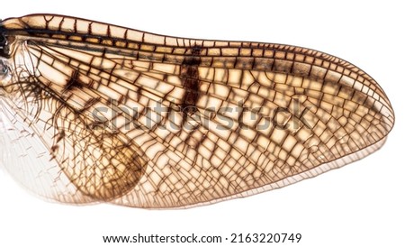 Close-up macro on a textured insect wing, mayfly, Ephemera danica