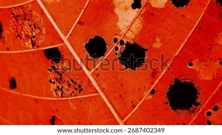 Close-up macro of an orange decaying leaf with detailed veins and holes. The vibrant color and texture reveal the beauty of natural aging, imperfection, and the intricate patterns of autumn leaves.