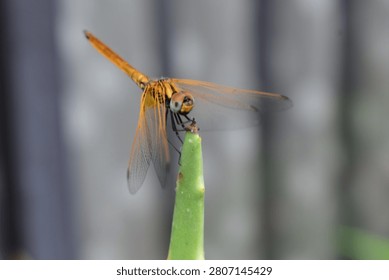 Close-up macro of an orange dragonfly perched on a green plant stem with blurred natural background and transparent wings
