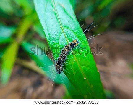 Close-up macro photo of a hairy caterpillar crawling on a vibrant green leaf in a natural outdoor environment, showing fine details of its texture and bristles.