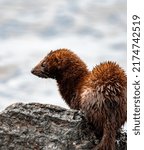 Closeup or macro photo of a mink sitting on stone looking for food in the water