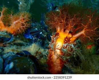 Closeup macro photo of an orange sea cucumber (cucumaria miniata) taken underwater in the Pacific Ocean in British Columbia, Canada - Shutterstock ID 2258391239