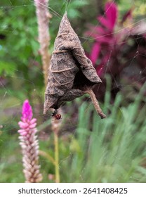 A close-up macro photo of a spiderweb nest built from a dried leaf, with a red ant trapped below. Captured in natural surroundings with soft bokeh in the background.