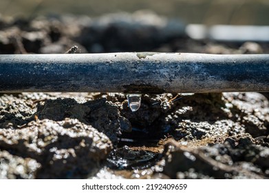 A Closeup, Macro Photo Of Water Dripping Out Of An Irrigation Hose In An Olive Orchard In Esparto, California In The State's Agricultural Central Valley.