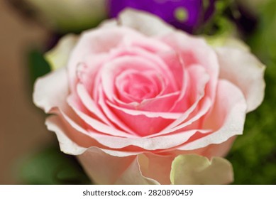 A close-up macro photograph capturing the side profile of an elegant pink rose in mid-bloom. The shot features an extremely shallow depth of field, bringing the delicate, layered edges of the foreground petals into crisp focus while the swirling center and background softly dissolve into a smooth blur. Accented by fresh green foliage on the left, the warm natural lighting highlights the gentle textures and romantic pastel hues, making it perfect for fine art prints, greeting cards, and editorial layouts.