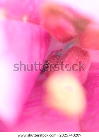 Close-up macro photograph capturing a small wild spider (Araneae, Class Arachnida) resting inside bright pink tropical flower petals.