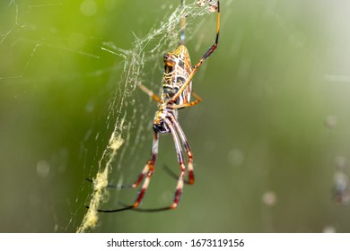 Closeup macro photograph of orb spider sitting on a web - Shutterstock ID 1673119156