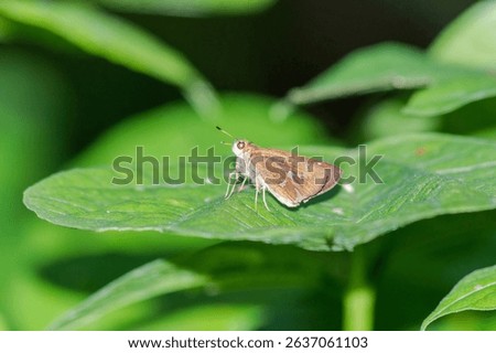  Close-up macro photograph of a small brown skipper butterfly resting on a green leaf. The butterfly features prominent eyes, short antennae, and subtle white spots on its wings. Surrounded by vibrant