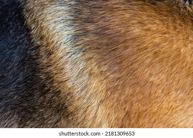 Primer plano (fotografía macro) de la piel de un perro de la raza pastora alemana. Se puede utilizar como fondo. Foto de alta calidad
