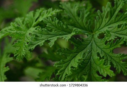 Closeup Macro Photography Shot Of Citronella Mosquito Plant Leaf