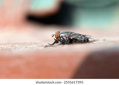 Closeup or Macro Photography of various objects - Powered by Shutterstock