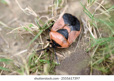 Closeup or Macro Photography of various objects - Powered by Shutterstock