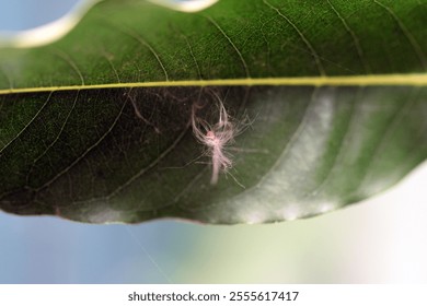 Closeup or Macro Photography of various objects - Powered by Shutterstock