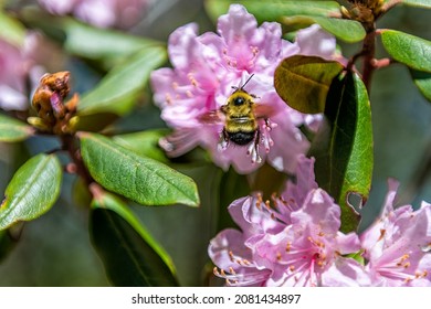 Closeup Macro Of Pink Rhododendron Flowers With Bumblebee Bee Collecting Pollen Nectar Showing Texture Detail In Blue Ridge Mountains, Virginia Parkway Wintergreen Resort