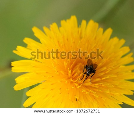 closeup macro pollen covered fly with crossed front legs on a bright yellow flower bloom