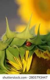 Close-up macro of a red ladybug resting on the green back of a sunflower with yellow petals and soft natural background.