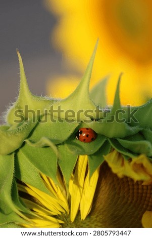 Close-up macro of a red ladybug resting on the green back of a sunflower with yellow petals and soft natural background.