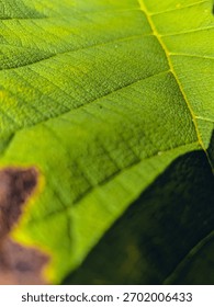 Close-up macro of a rough green leaf texture contrasting sharply with a dark foreground shadow and a brown, out-of-focus edge. Creates a moody, high-contrast natural abstract.