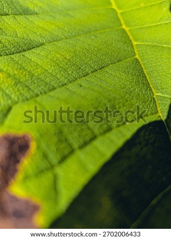 Close-up macro of a rough green leaf texture contrasting sharply with a dark foreground shadow and a brown, out-of-focus edge. Creates a moody, high-contrast natural abstract.