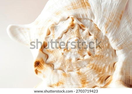 Close-up macro of seashell texture with soft cream and beige tones. Organic natural pattern perfect for backgrounds, textiles, branding, and artistic nature themes. Aesthetic photo 