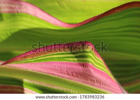 Close-up (macro shoot) of a corn leaf as a natural combined background of a bright green color with wavy purple and yellow stripes