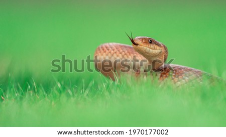Close-up macro shot of Aesculapian snake (Zamenis longissimus) on green grass flicking out its tongue. Isolated on blurred green background