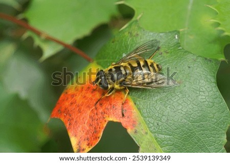 A closeup macro shot of the Batman hoverfly on the green plant, Myathropa florea
