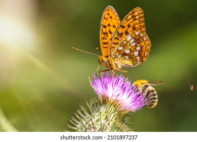 Closeup Macro Shot Of A Beautiful Colourful Dark Green Fritillary Butterfly And Bee On A Thistle Flower With Scenic Sun Rays